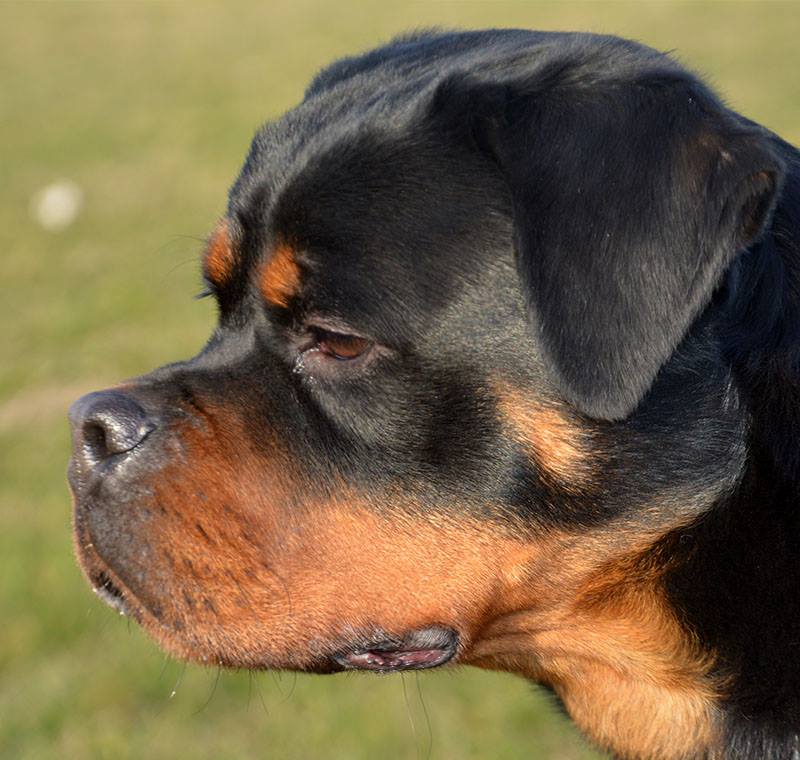 52601955_313080762886319_227754715478228992_n Haydut & Nela Eşleşmesi - Rottweiler Türkiye Farkı ile