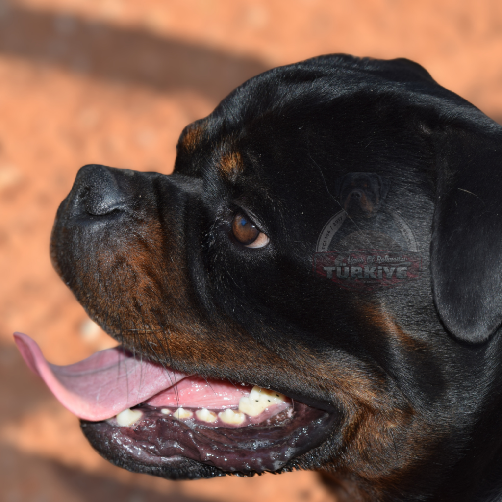 Adsiz-tasarim-31-1-1024x1024 Haydut & Nela Eşleşmesi - Rottweiler Türkiye Farkı ile