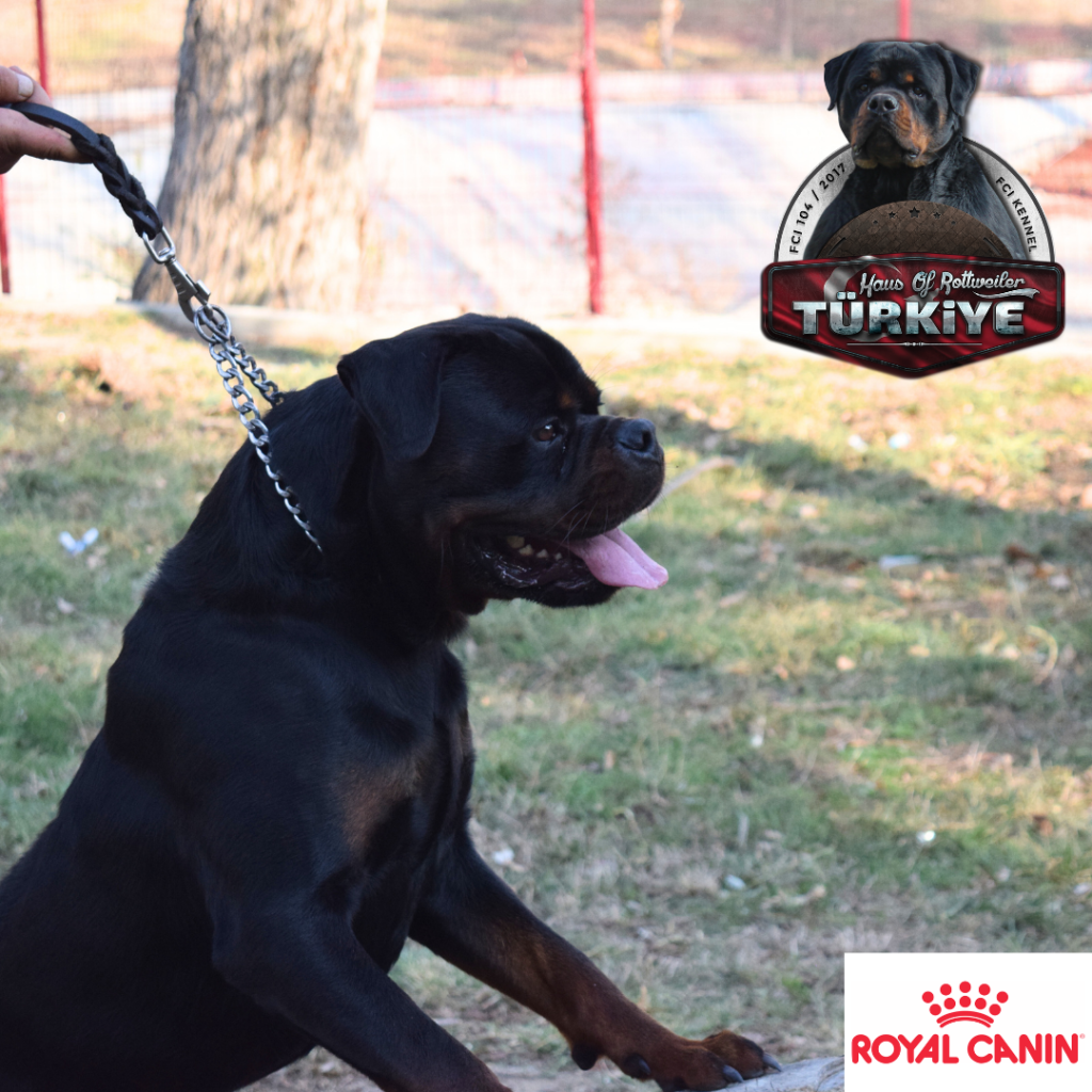 Adsiz-tasarim-45-1024x1024 Haydut & Nela Eşleşmesi - Rottweiler Türkiye Farkı ile