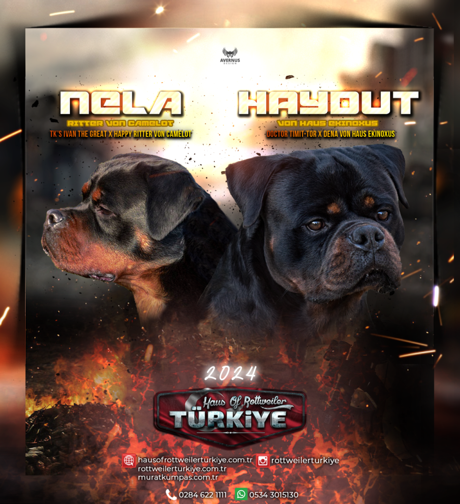 Haydut & Nela Eşleşmesi – Rottweiler Türkiye Farkı ile